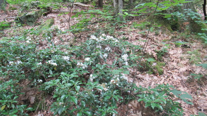 Remnants of the gorgeous Mountain Laurel Spring Blooms