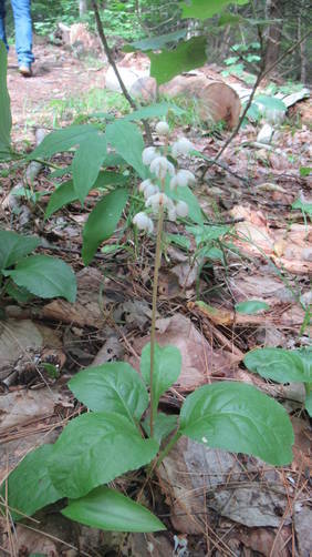 Indian Ghost Pipes blooming in early summer