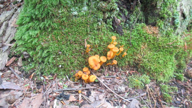 Fruiting fungi