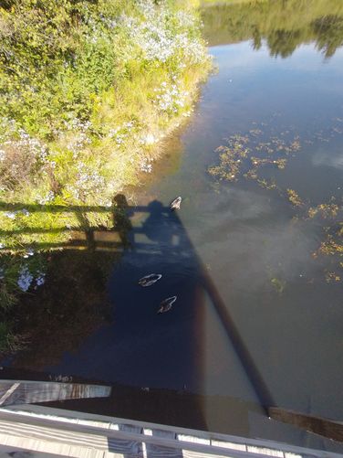 Ducks sharing Shannon Pond with the Trout