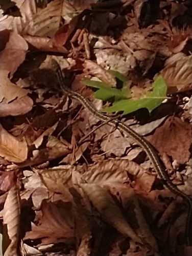 A harmless snake sunning itself along the trail