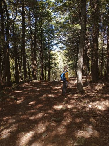 The trail passes through a dense Hemlock Forest 