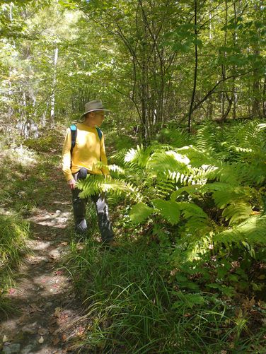 Lush ferns grow alongside the trail