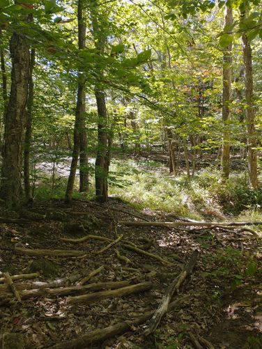 The water was barely a trickle in Shannon Brook
