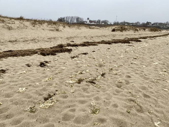 Dead jellyfish on the beach (white blobs)