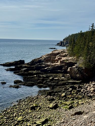  Pine trees line the ocean at Monument Cove
