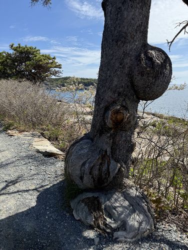 Tumored tree