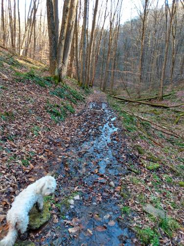 Finding Wet Trail Footing