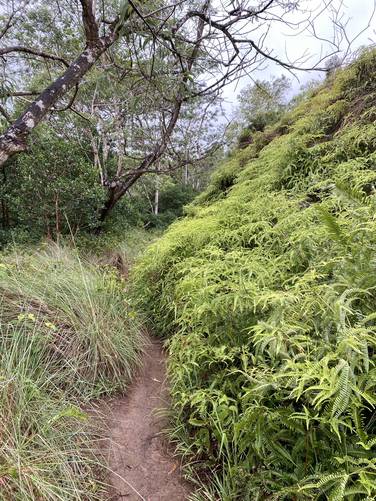 Ferns and lush rainforest jungle of the Okohelao Trail