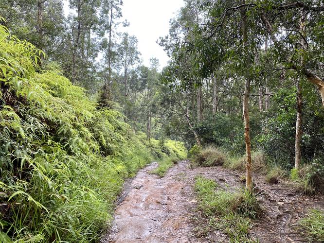 Muddy trail with ferns and lush rainforest jungle of the Okohelao Trail