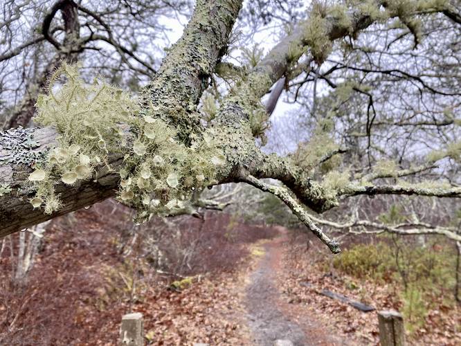 Tree lichen