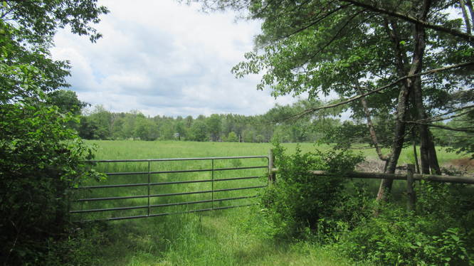 Large pasture for cattle to graze along the rail trail