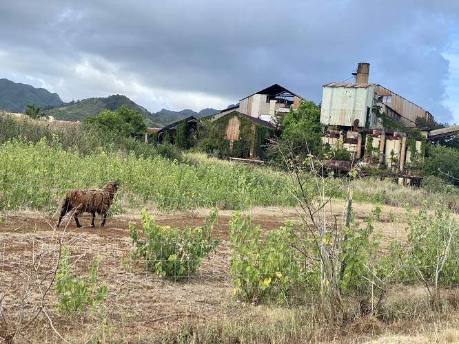 Sheep grazing at the Old Sugar Mill of Koloa