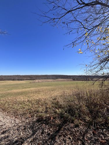 Sharp Corn Field