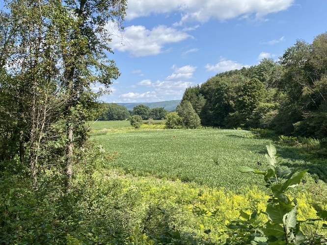 Field view from the old railroad bed