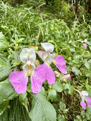 Picture 22 of Orrido di Bellano