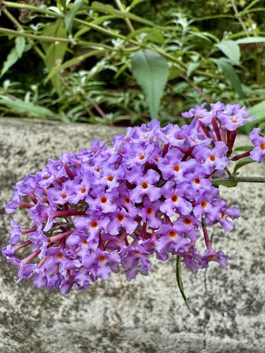 Picture 29 of Orrido di Bellano