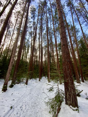 Towering pine trees in the Red Pine grove