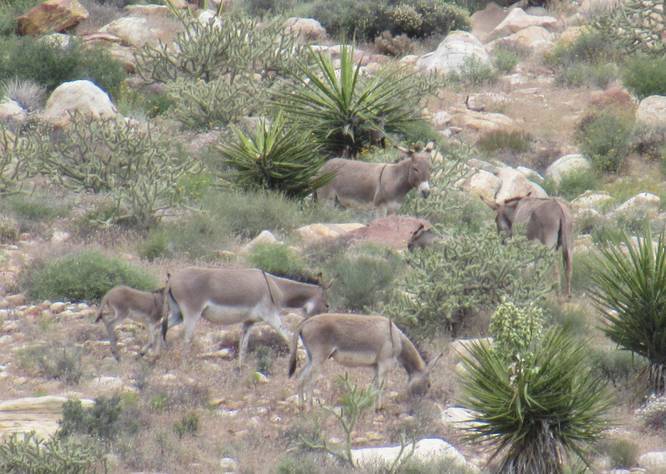 Wild burros that frequent the area