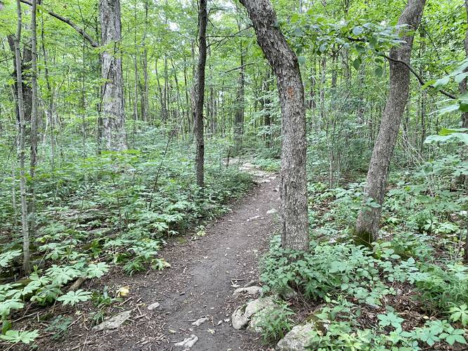 Oxbow Falls Trail (orange blazes)