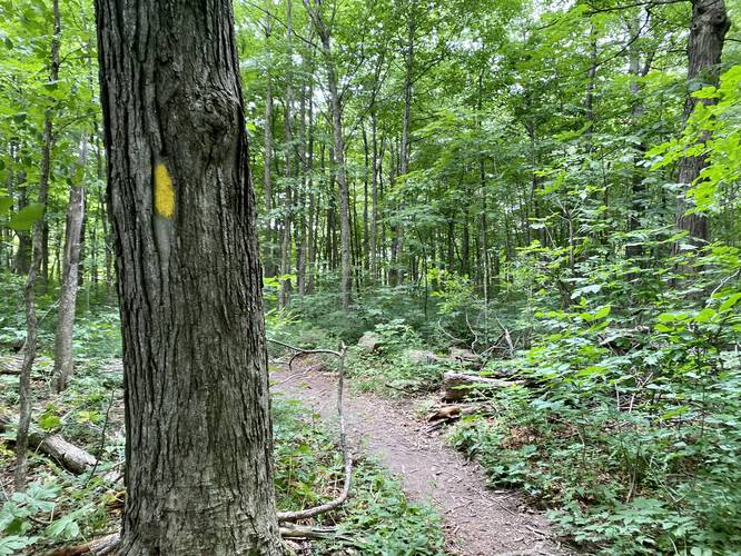 Yellow blazed trail leads to Overlook