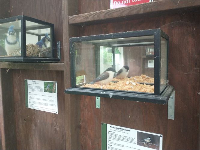 One of the felted bird displays inside the Observation Blind