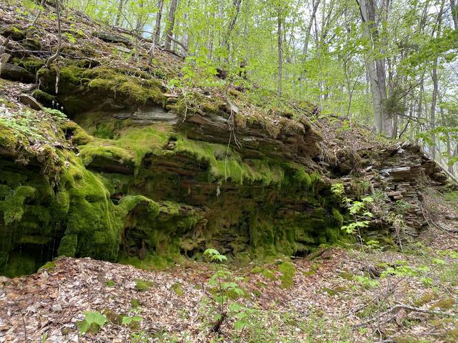 Moss-covered shale rock ledge