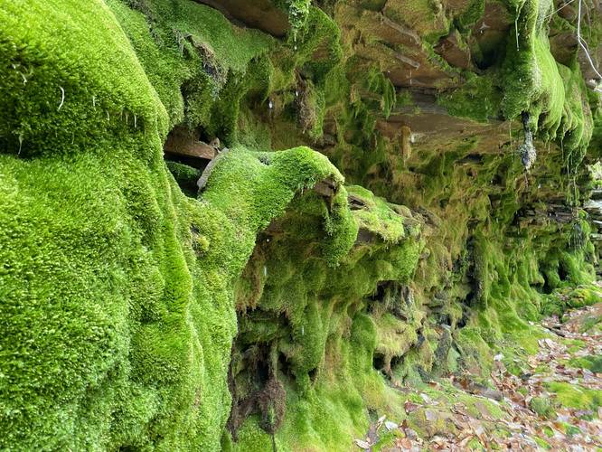 Beautiful moss-covered shale rock ledge. Vibrant green