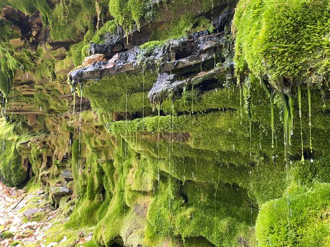 Beautiful moss-covered shale rock ledge. Vibrant green with dripping goop