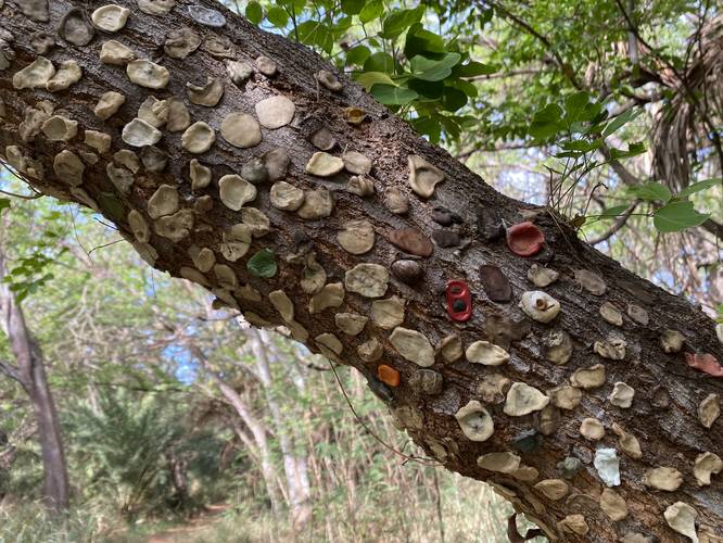 "gum tree" - chewed gum stuck to an arched tree along trail to Pakala Beach