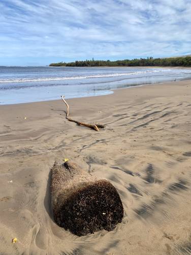 Branches and palm tree stump in the sand at Pakala Beach
