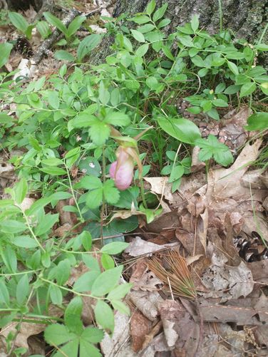 Lady Slippers Blooming