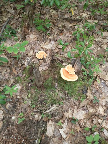 Chicken of the Woods mushroom 