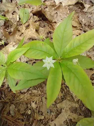 Northern Starflower