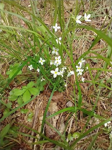 Azure Bluets