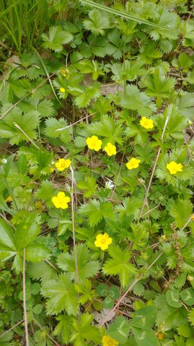 Dwarf Cinquefoil