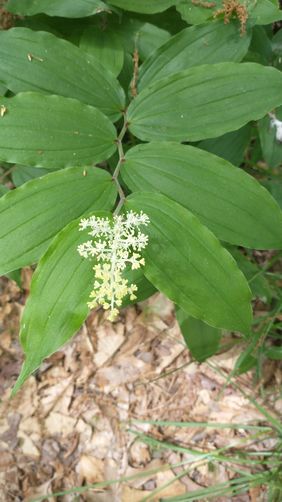 Solomons Plume