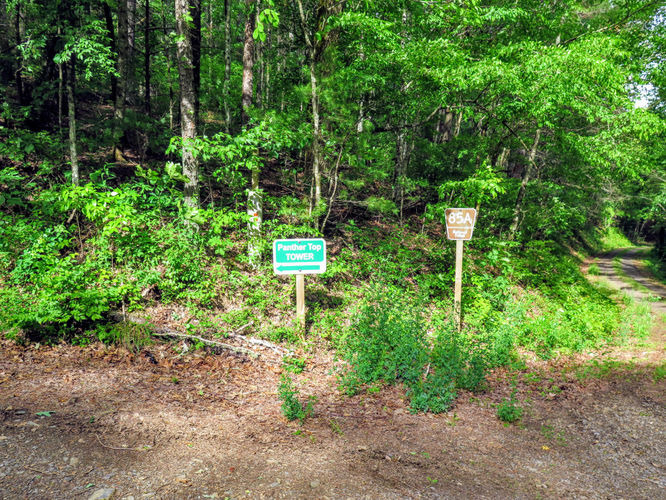 Picture 7 of Panther Top Lookout Tower Hike 052817
