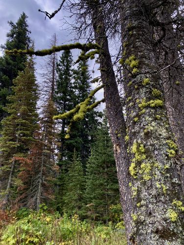 Vibrant green moss