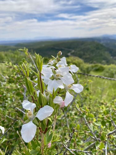 Cliff fendlerbush (Fendlera rupicola) wildflowers