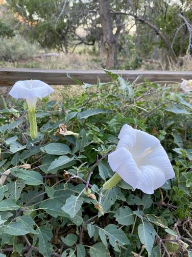 Sacred Datura / Sacred Thorn-apple / Angel Trumpet wildflower