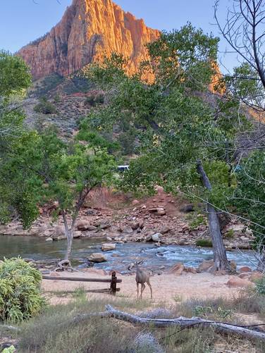 Wild deer standing in Zion Valley