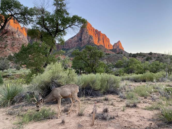 Wild buck (deer) along the Pa'rus Trail in Zion Valley