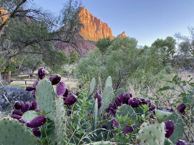 Flowering Pricky Pear Cactus with purple fruits