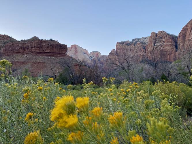 Wildflowers with views of Zion Canyon's cliffs