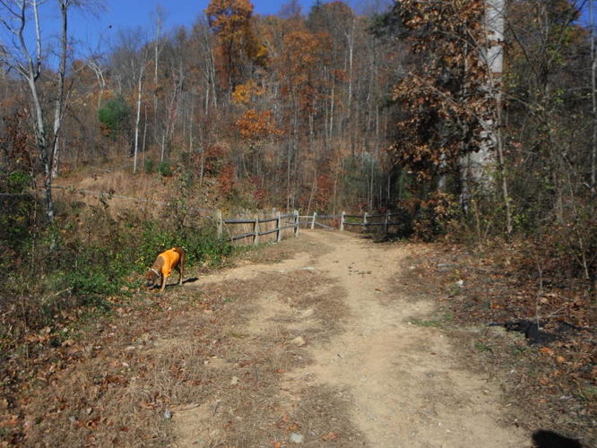 Picture 8 of Patricia Ann Byrom Forest Preserve 111114