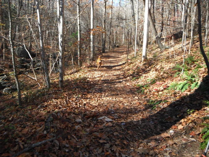 Picture 12 of Patricia Ann Byrom Forest Preserve 111114