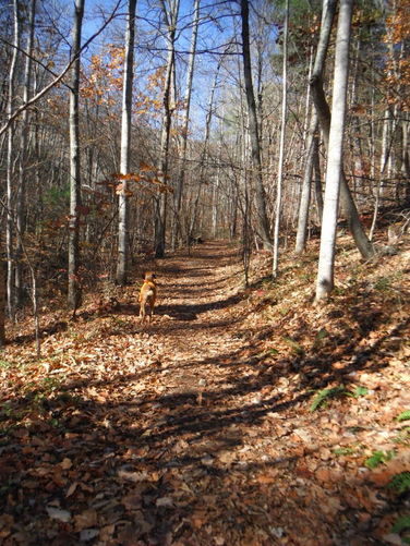 Picture 13 of Patricia Ann Byrom Forest Preserve 111114