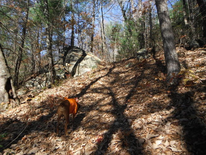 Picture 15 of Patricia Ann Byrom Forest Preserve 111114