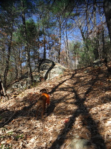 Picture 16 of Patricia Ann Byrom Forest Preserve 111114